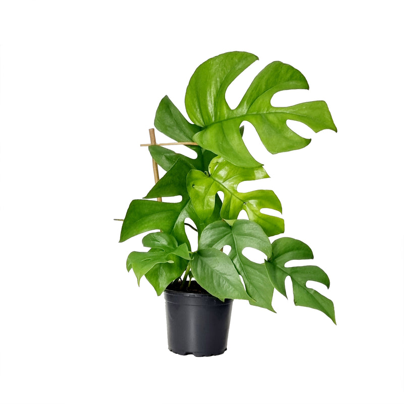 Rhaphidophora Tetrasperma (Mini Monstera) - 120mm