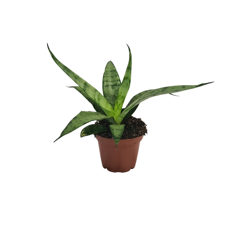 Sansevieria - 70mm