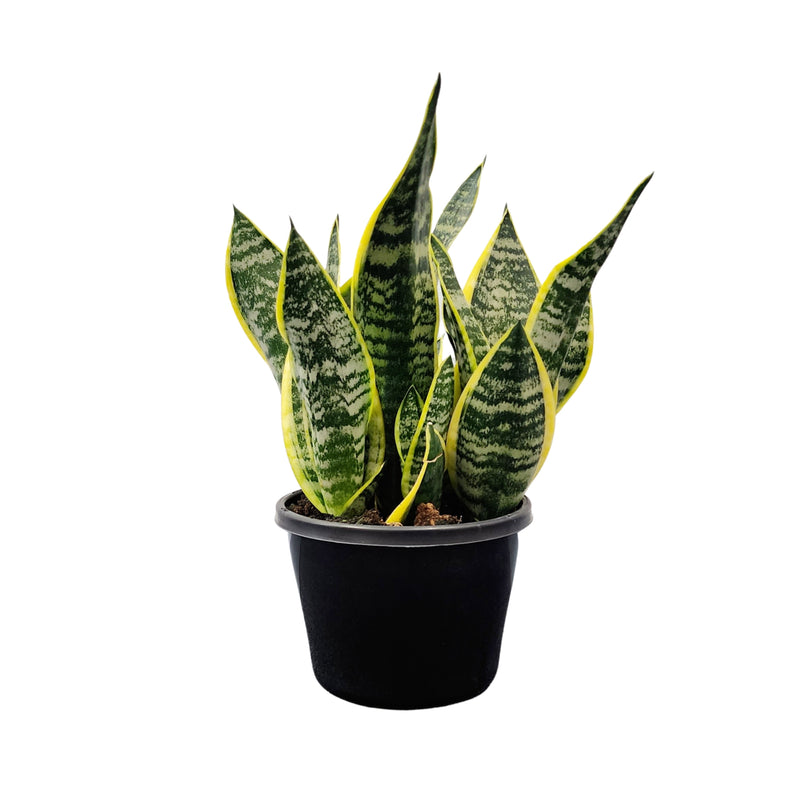 Sansevieria Trifasciata Superba - 200mm