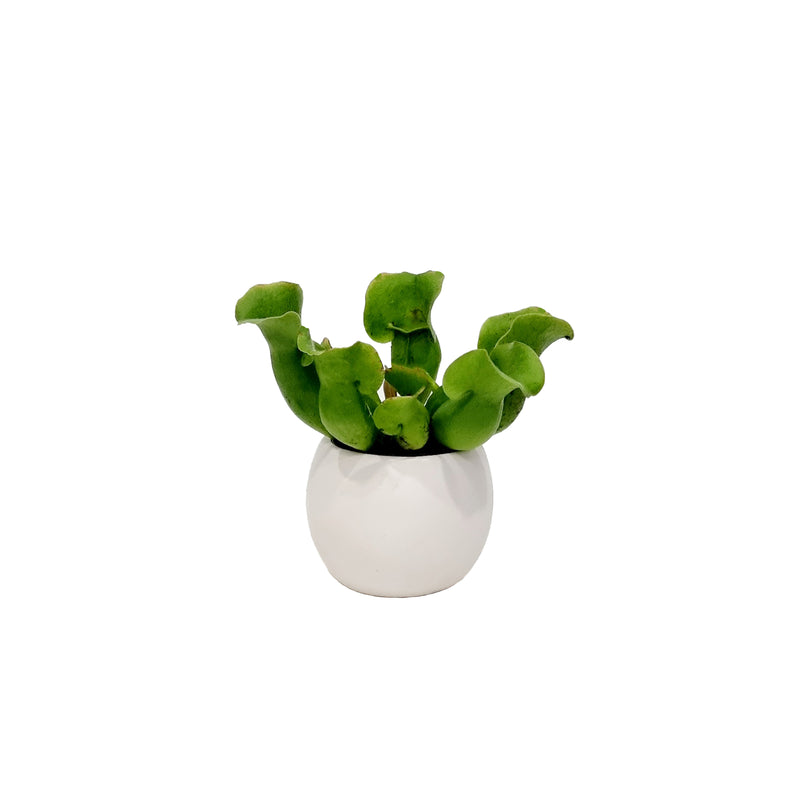 Sarracenia - 70mm