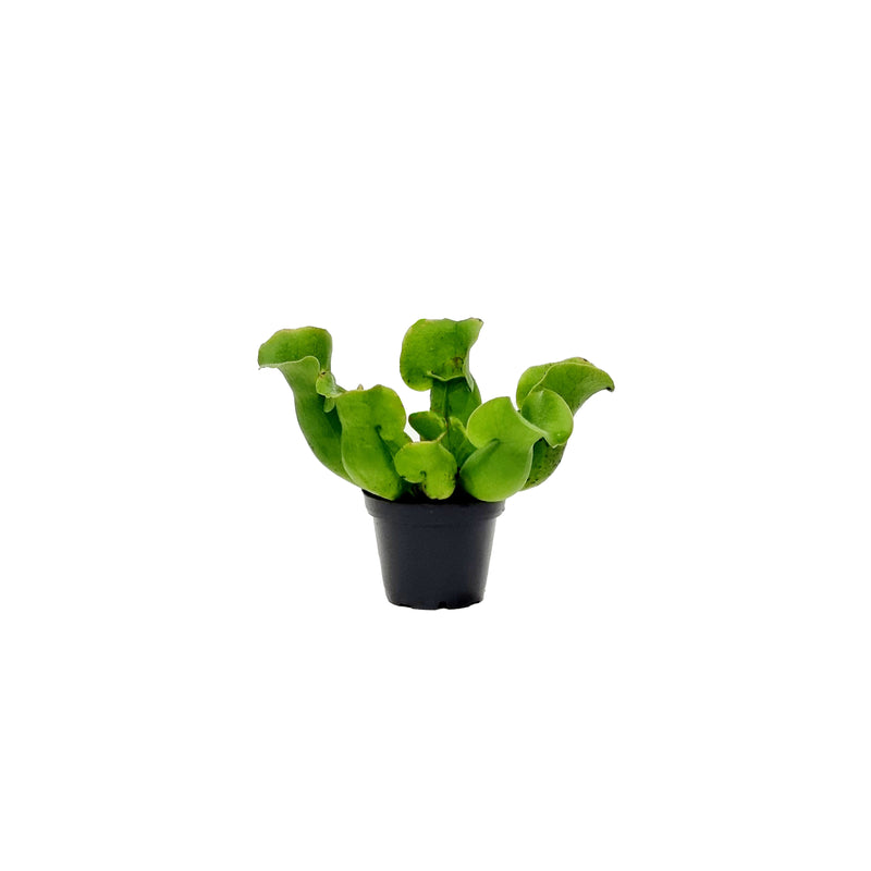 Sarracenia - 70mm
