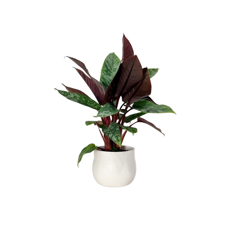Schismatoglottis acuminatissima &