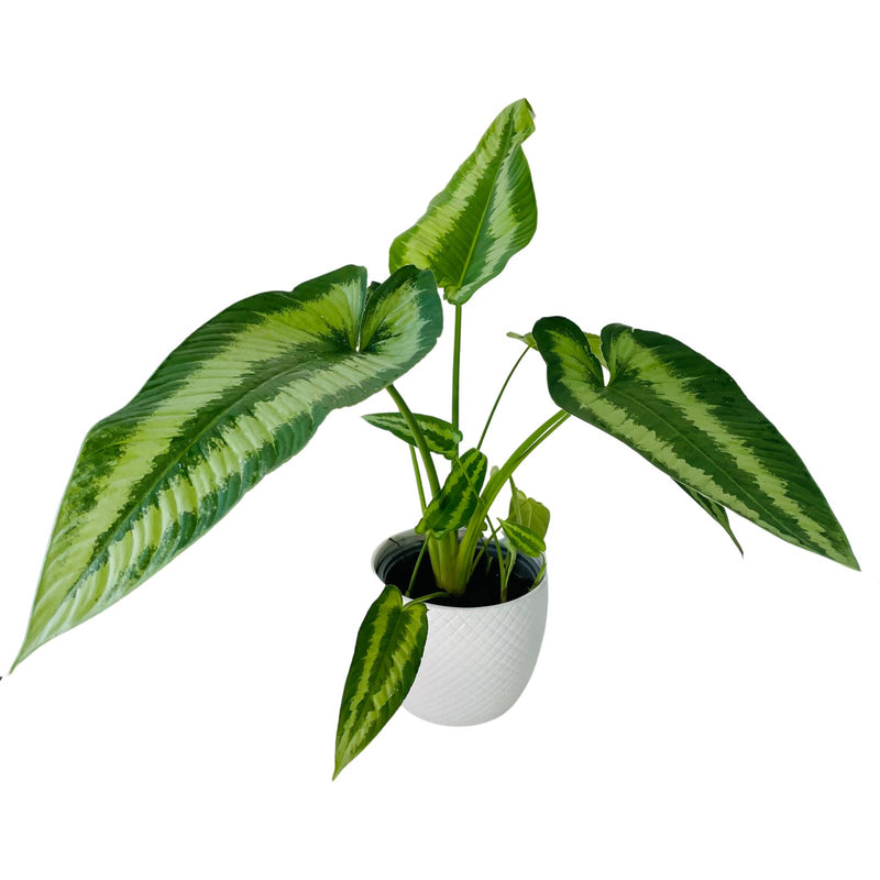 Schismatoglottis Wallichii Variety - 150mm