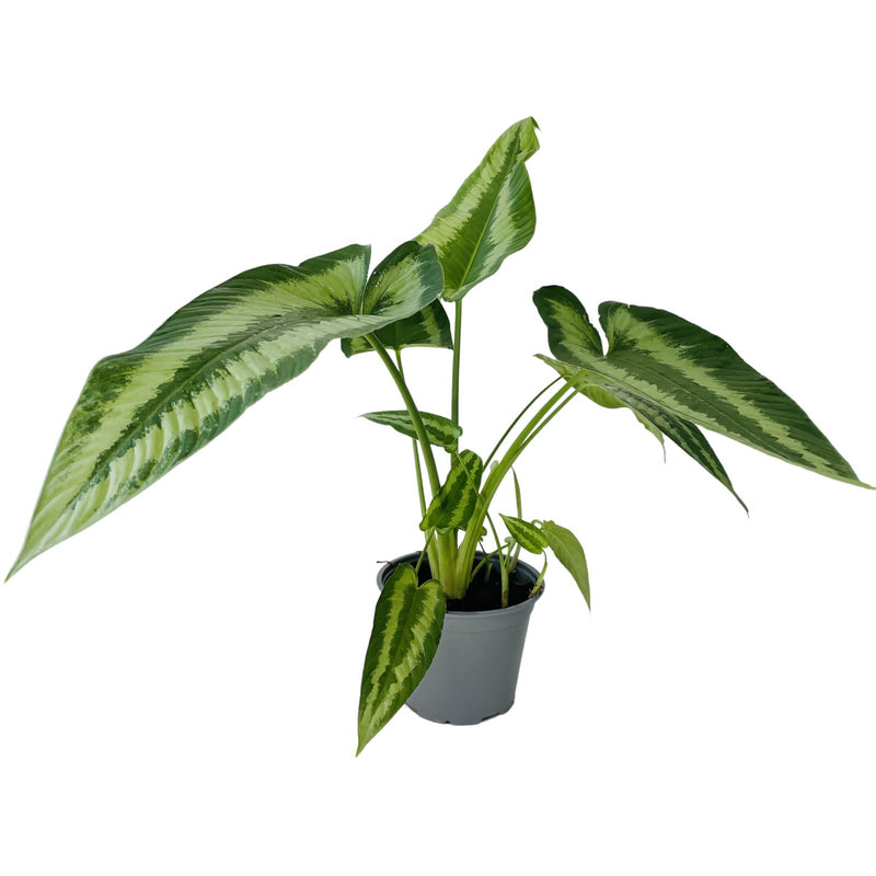 Schismatoglottis Wallichii Variety - 150mm