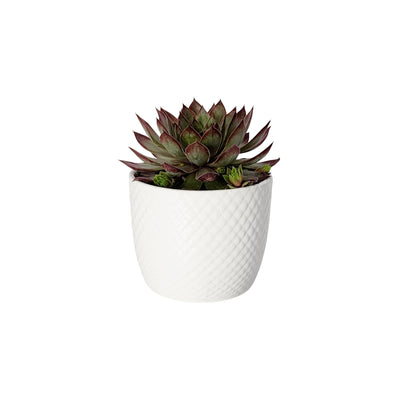 Sempervivum Chick Charms - 90mm