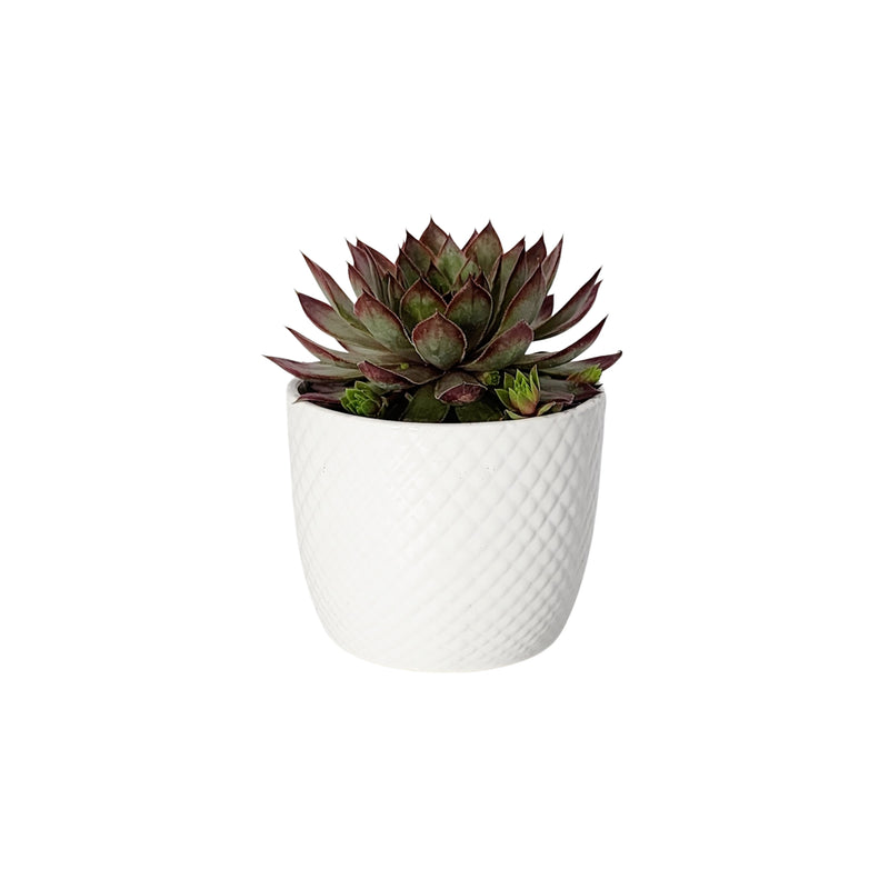 Sempervivum Chick Charms - 90mm
