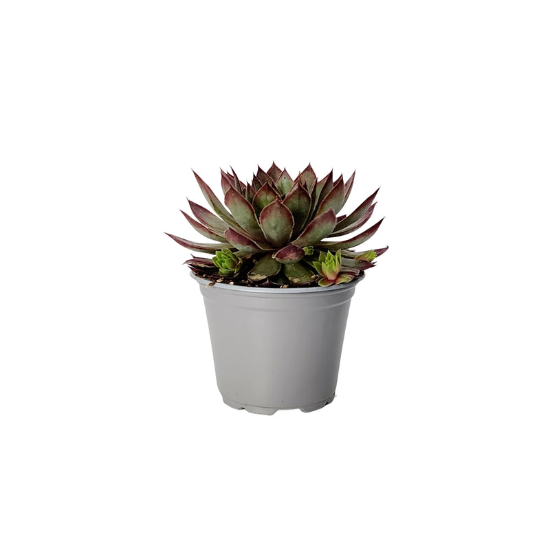 Sempervivum Chick Charms - 90mm