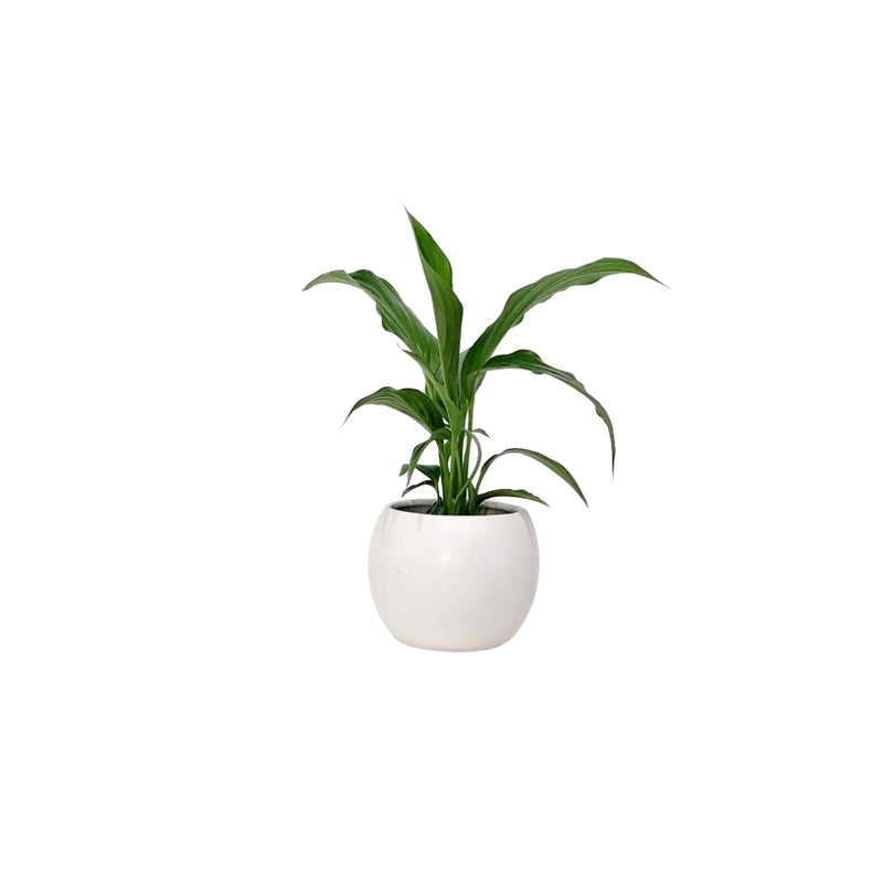Spathiphyllum - 70mm