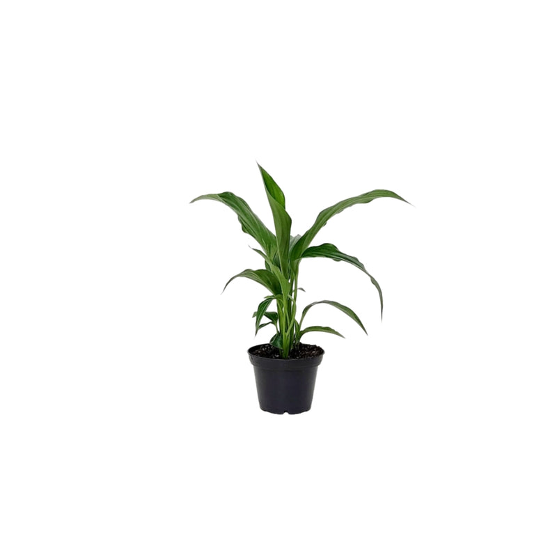 Spathiphyllum - 70mm