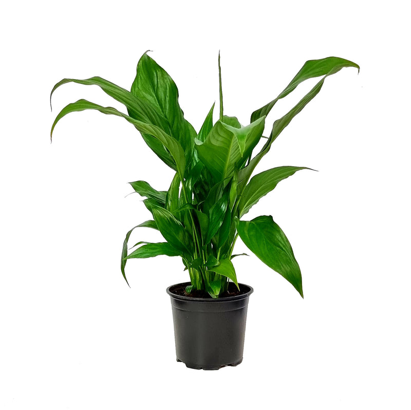 Spathiphyllum - 120mm