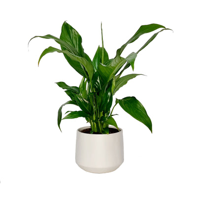 Spathiphyllum - 120mm