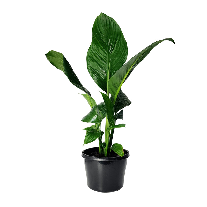 Spathiphyllum - 200mm