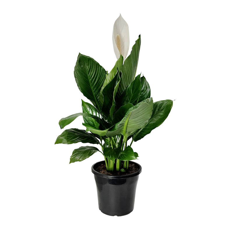 Spathiphyllum - 250mm