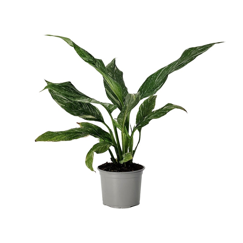 Spathiphyllum Variegated - 120mm