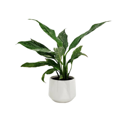 Spathiphyllum Variegated - 120mm
