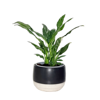 Spathiphyllum Variegated - 150mm