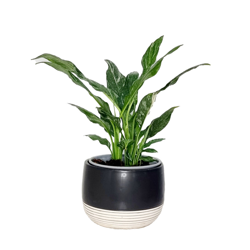 Spathiphyllum Variegated - 150mm
