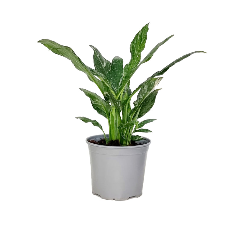 Spathiphyllum Variegated - 150mm