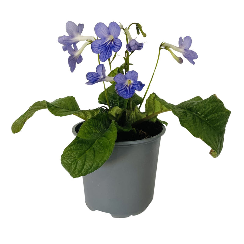 Streptocarpus -  120mm