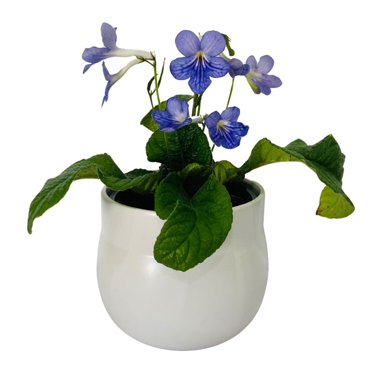 Streptocarpus -  120mm