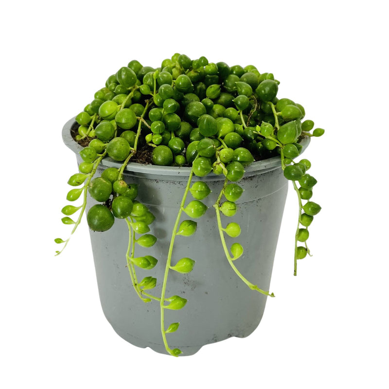 String of Pearls 120mm