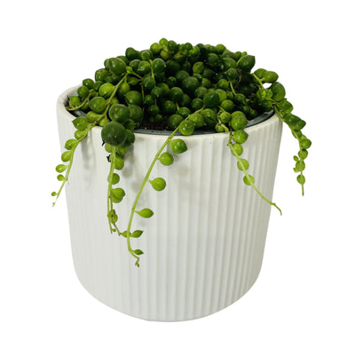 String of Pearls 120mm