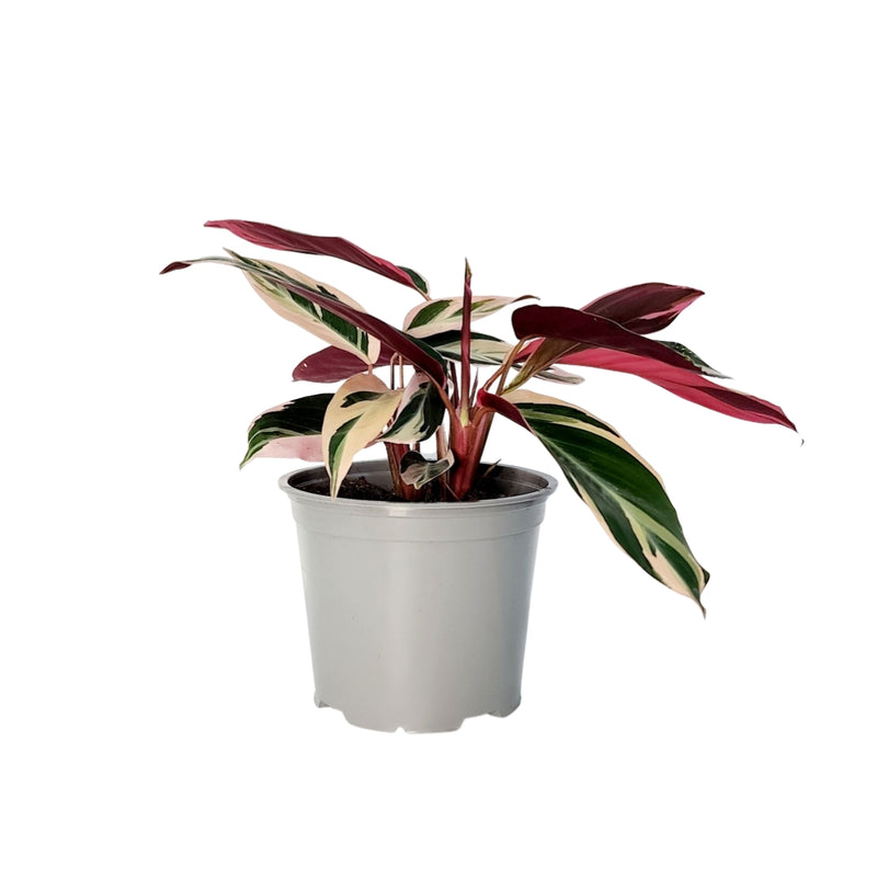 Stromanthe Tricolour - 150mm