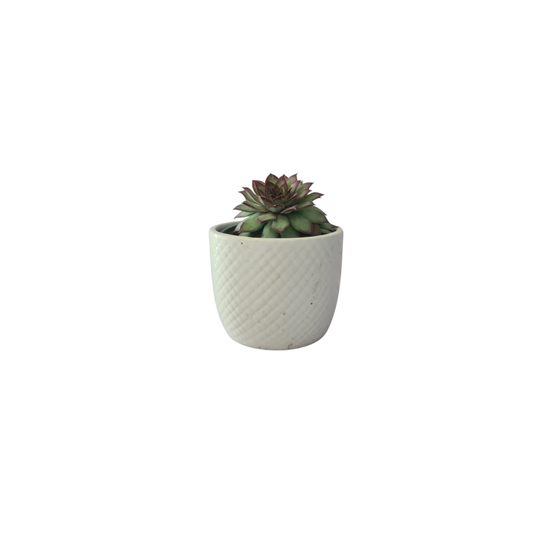 Succulent - 90mm