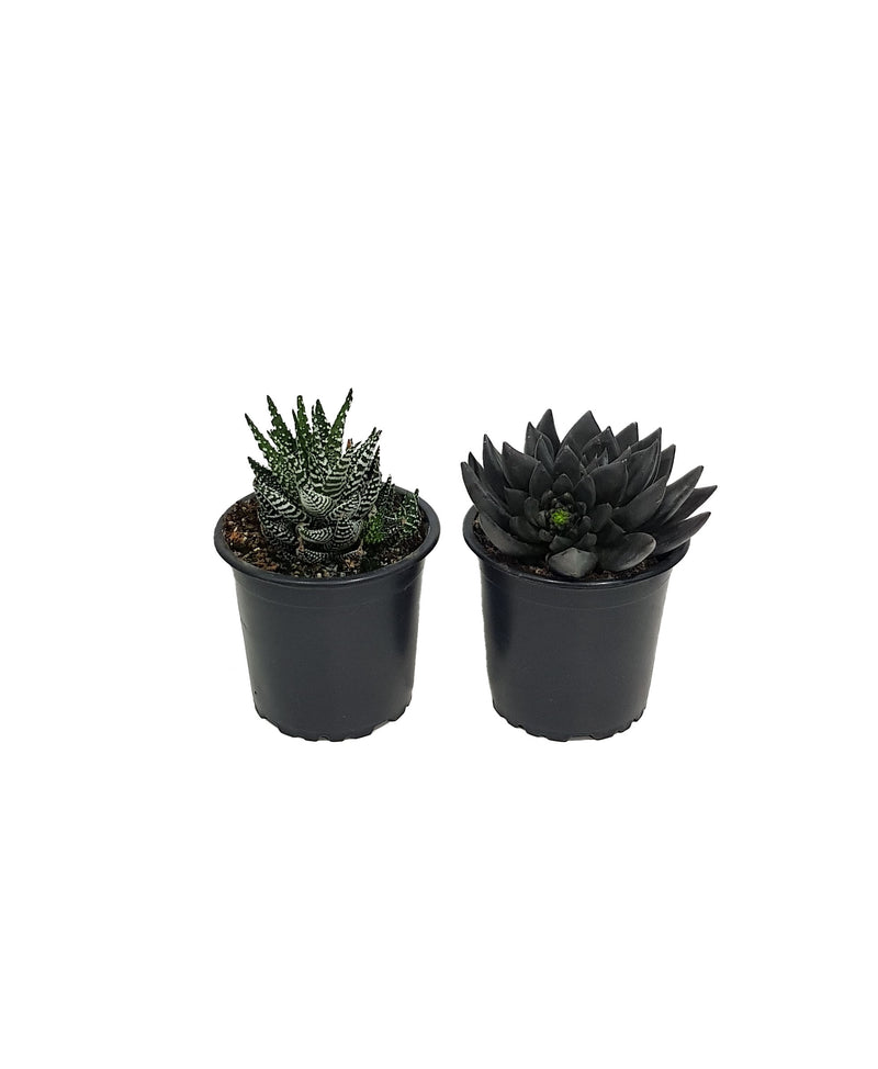 Succulent - 90mm