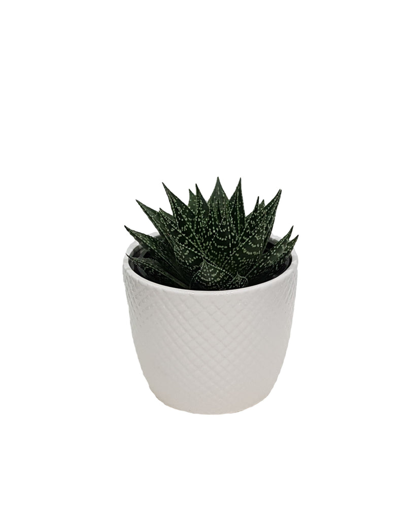 Succulent Urban Element - 120mm