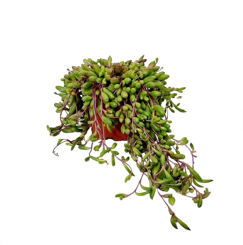 Succulent Ruby Necklace - 120mm