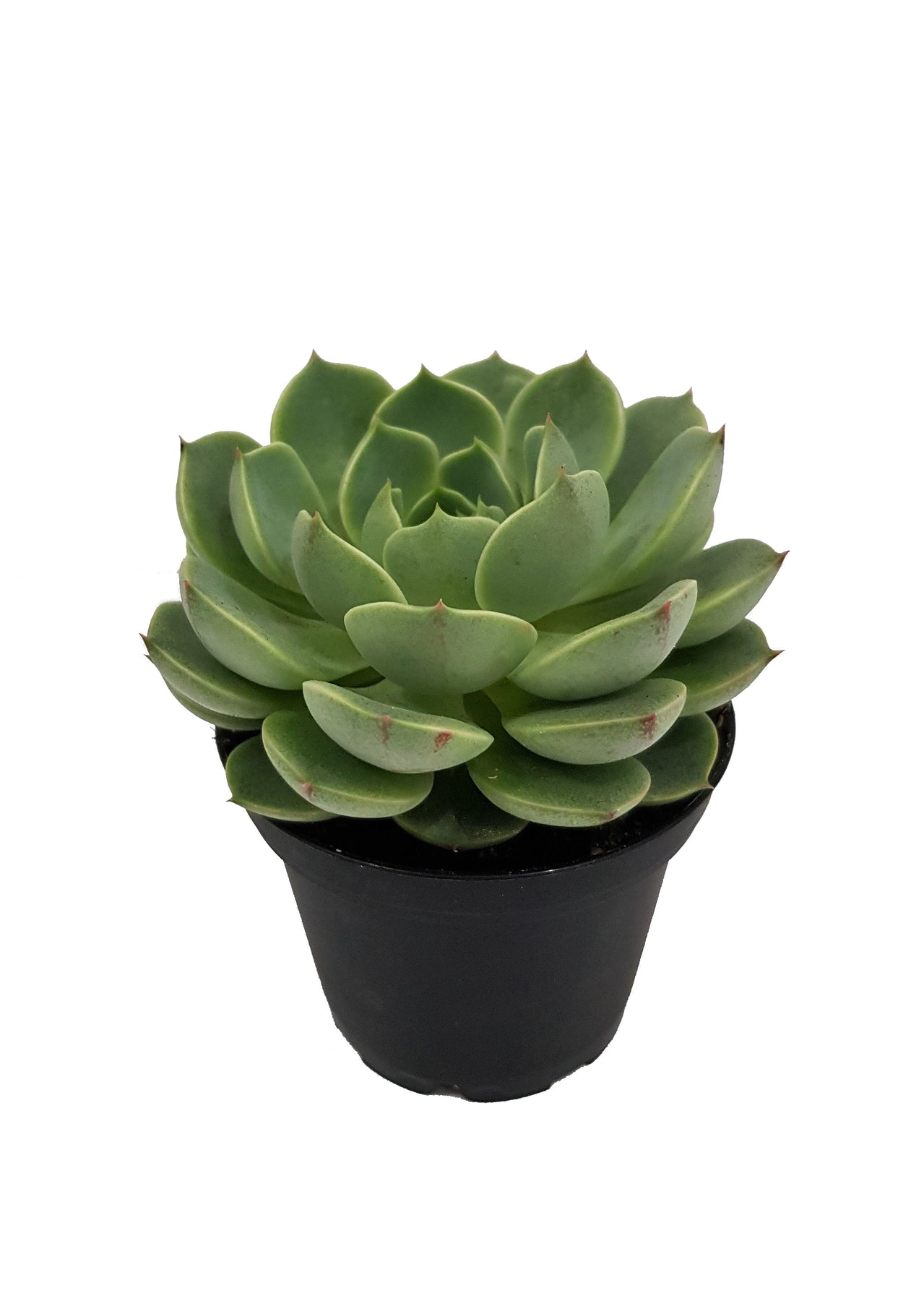 element succulents Succulent Urban Element