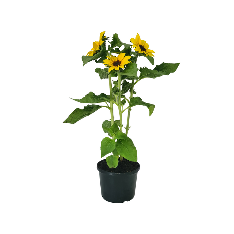 Sunflower - 140mm