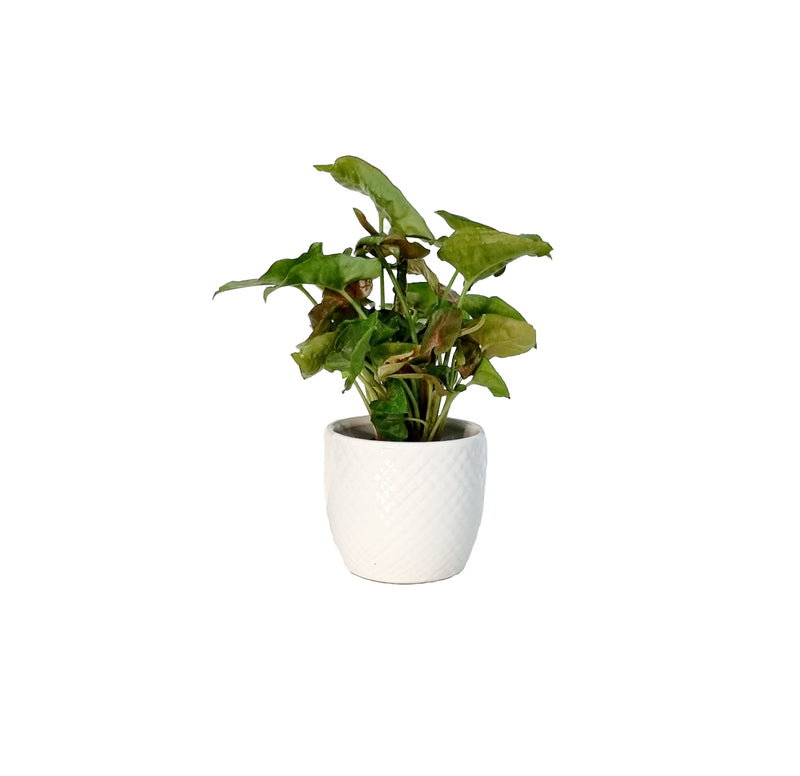 Syngonium - 70mm