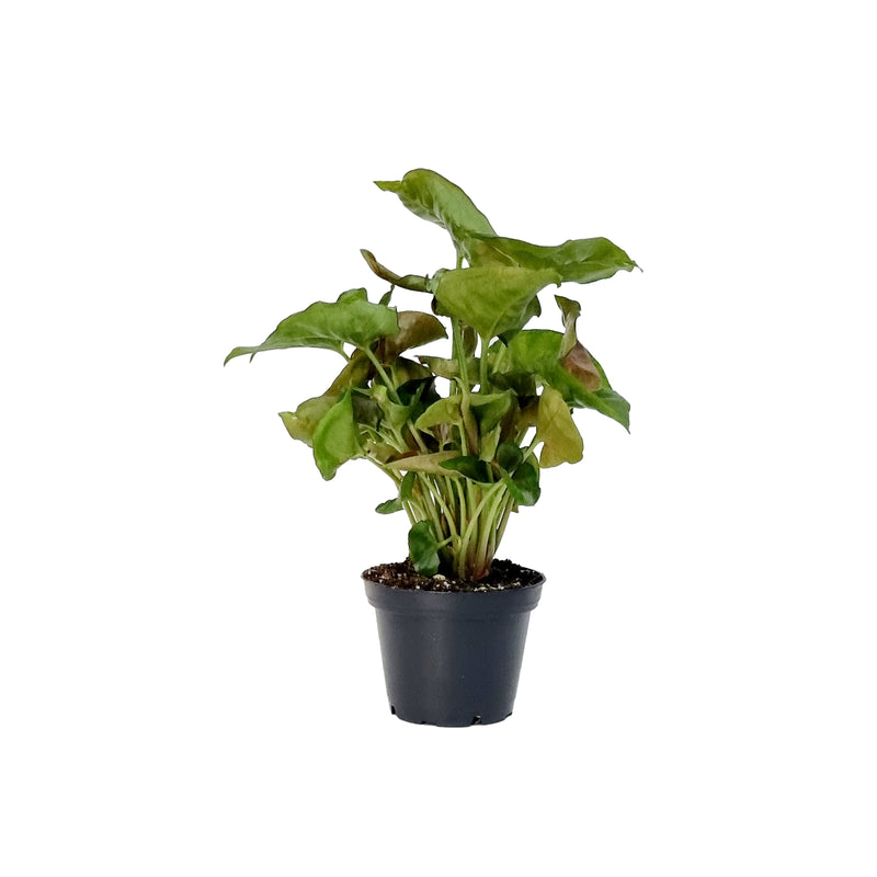 Syngonium - 70mm