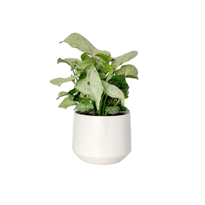 Syngonium Confetti - 120mm