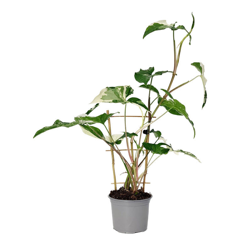 Syngonium White Fantasy - 120mm