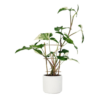 Syngonium White Fantasy - 120mm