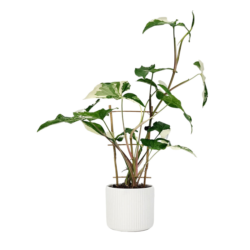 Syngonium White Fantasy - 120mm