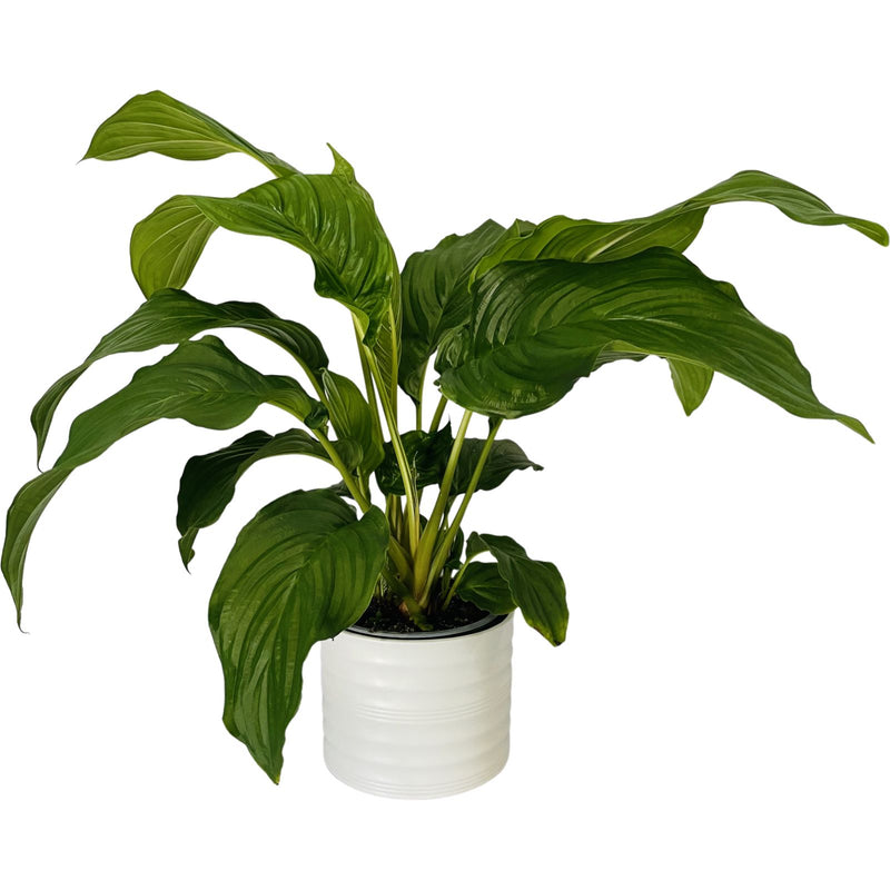 Tacca 150mm