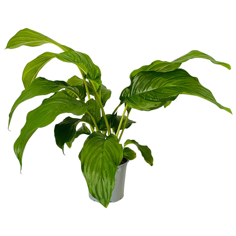 Tacca 150mm