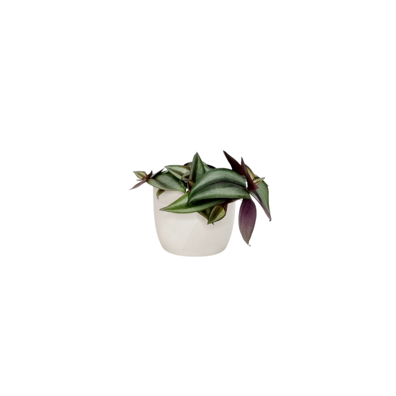 Tradescantia - 90mm