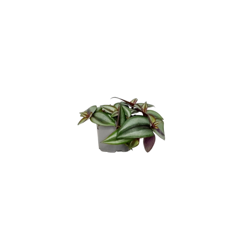 Tradescantia - 90mm