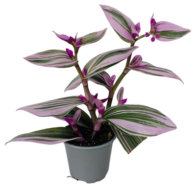 Tradescantia Nanouk - 90mm