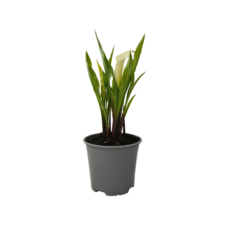 Zanteseschia Rehmannii 120mm