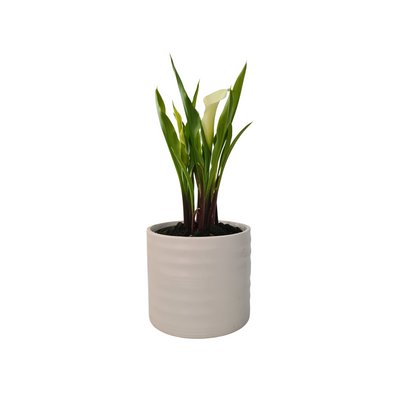 Zanteseschia Rehmannii 120mm