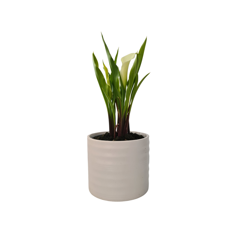 Zanteseschia Rehmannii 120mm