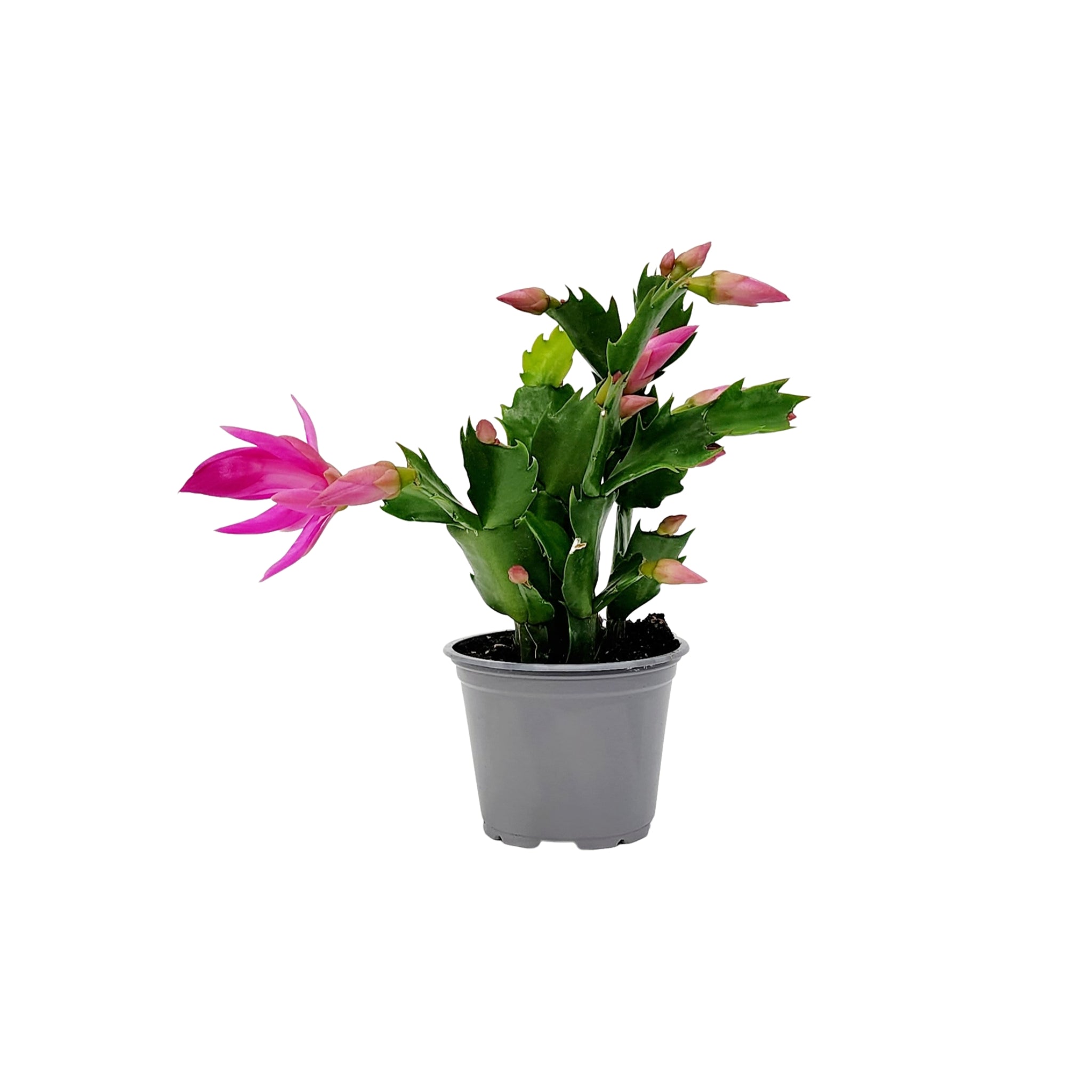 Zygo Cool Cacti - 90mm – Flora Plant