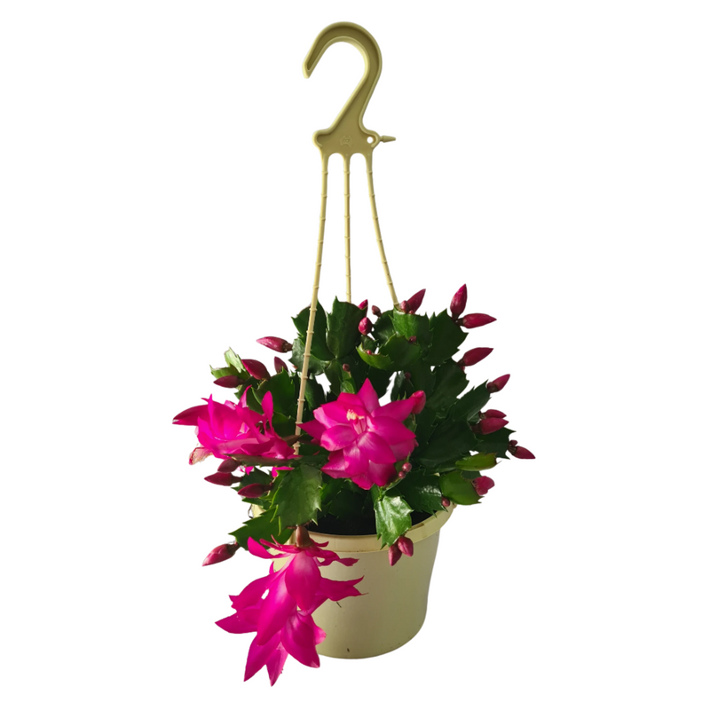 Zygo Cacti - 150mm