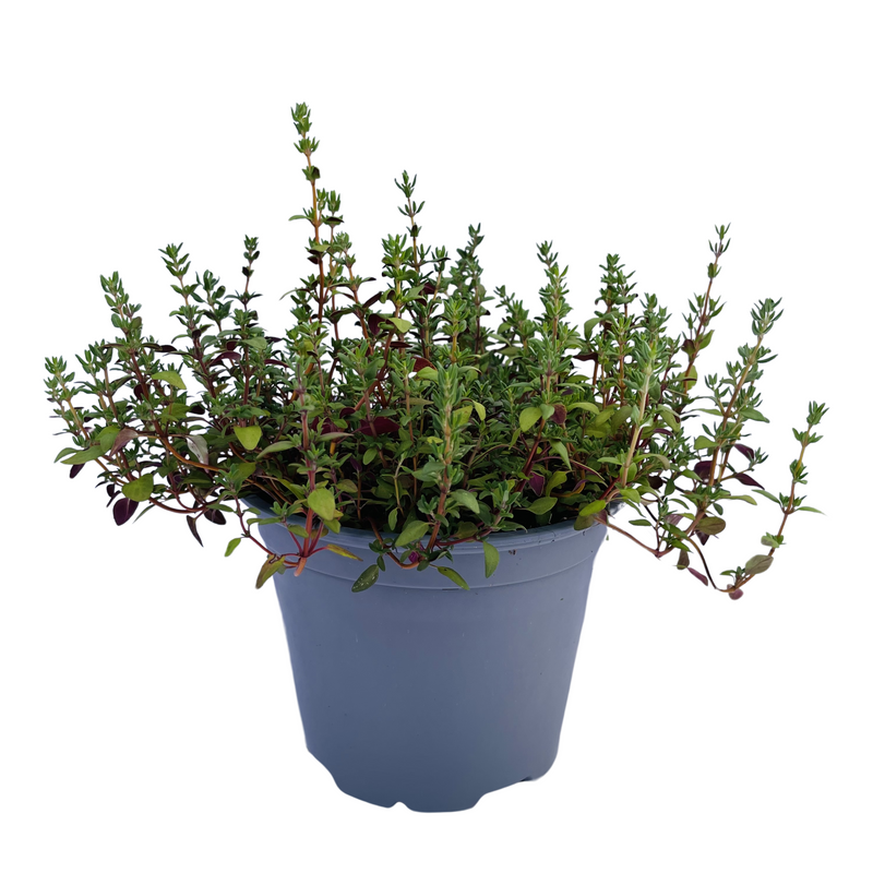 Thyme - 150mm